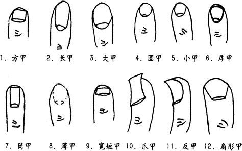 指甲部位|指甲结构及各部位名称